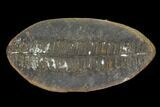 Pecopteris Fern Fossil (Pos/Neg) - Mazon Creek #92308-1